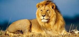 تفسير حلم رؤية الأسد في البيت