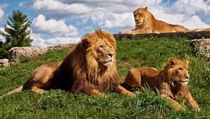 الأسد في الحلم للحامل – هل يشير لنوع الجنين؟