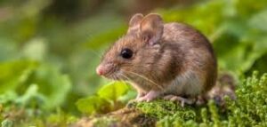 إلى ماذا يرمز الفأر في المنام؟