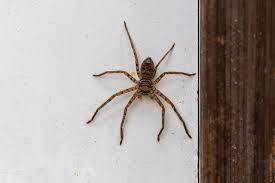 حلم العنكبوت في البيت (العنكبوت في المنام في البيت)