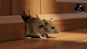 تفسير حلم التخلص من الفأر في المنام