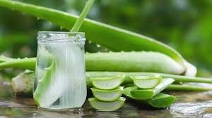 فوائد الصبار للبشرة والشعر