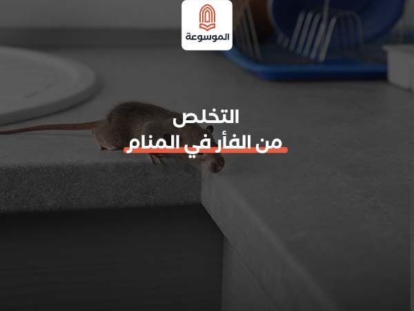 التخلص من الفأر في المنام