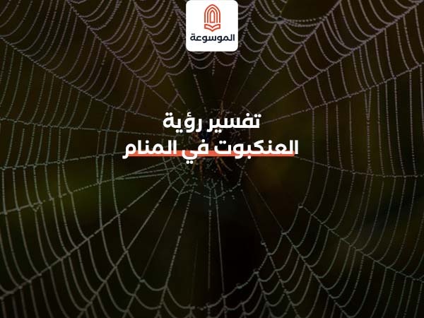 تفسير رؤية العنكبوت في المنام