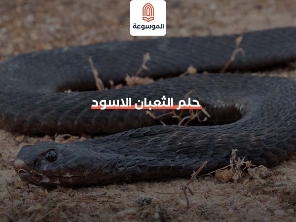 تفسير حلم الثعبان الأسود