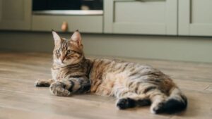  هل تشير رؤية القطط إلى الخيانة أو الغدر؟