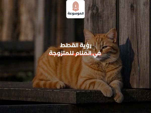 رؤية القطط في المنام للمتزو