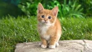  هل تشير رؤية القطط إلى الخيانة أو الغدر؟