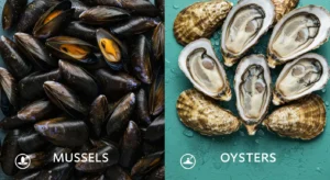 الفرق بين بلح البحر والمحار