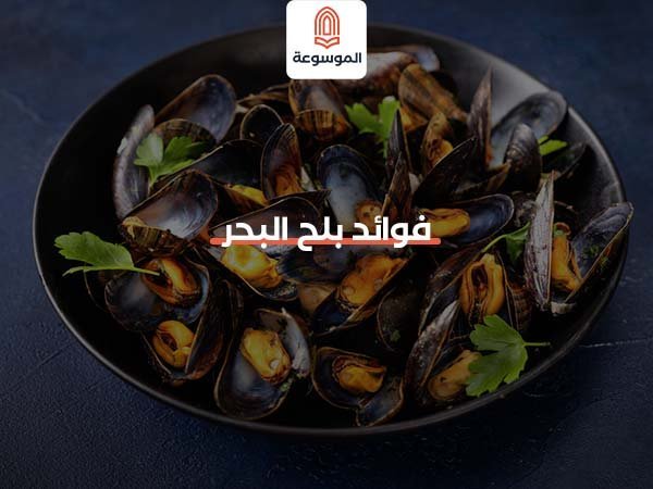 فوائد بلح البحر