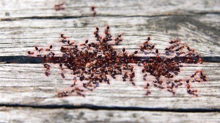 علاقة النمل بالحسد