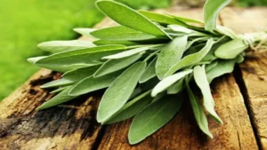 كيف تساهم المرمرية في تحسين الهضم