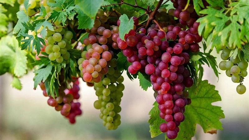 رمزية أكل العنب في الحلم