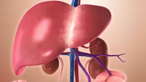 أهمية الكبد في تنقية الدم