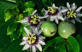 كيفية تناول الباشن فروت بشكل صحي