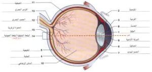 قزحية العين: التحكم في الضوء
