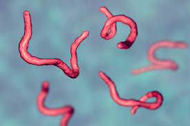 تشخيص الديدان عند الأطفال