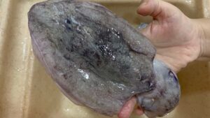 كيفية تحضير الكاليماري للطهي