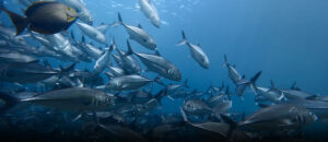 طرق طهي السمك المختلفة