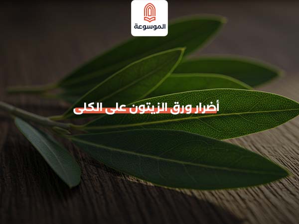 أضرار ورق الزيتون على الكلى