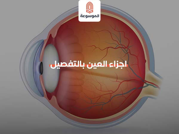 اجزاء العين بالتفصيل