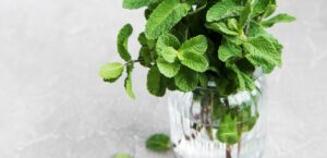 نصائح للحفاظ على نضارة النعناع