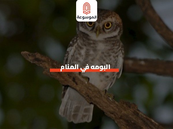 البومه في المنام