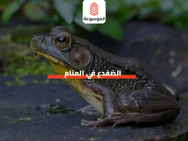 الضفدع في المنام
