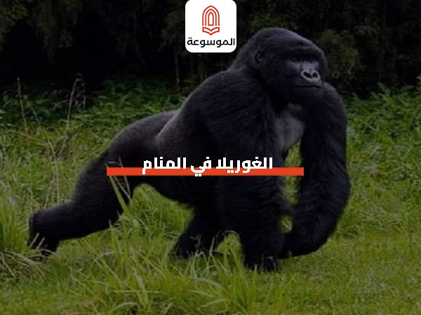 الغوريلا في المنام