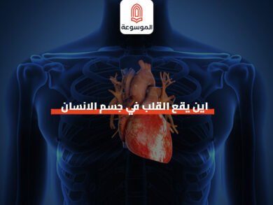 اين يقع القلب في جسم الانسان
