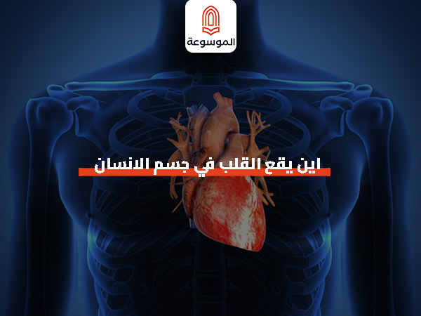 اين يقع القلب في جسم الانسان