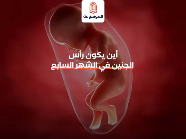 اين يكون رأس الجنين في الشهر السابع