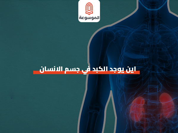 اين يوجد الكبد في جسم الانسان