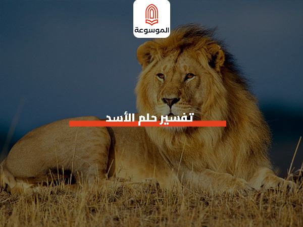 تفسير حلم الأسد