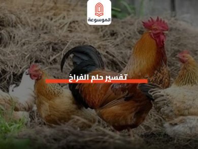 تفسير حلم الفراخ