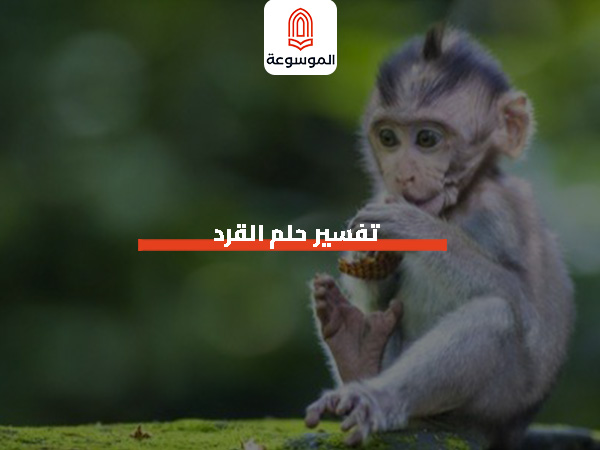 تفسير حلم القرد