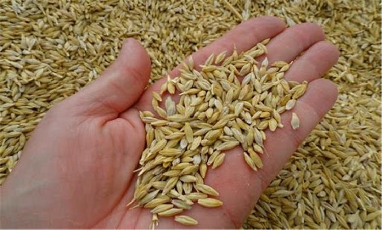 العناصر الغذائية في الشعير وتأثيرها على الجنس