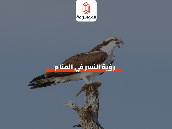 رؤية النسر في المنام