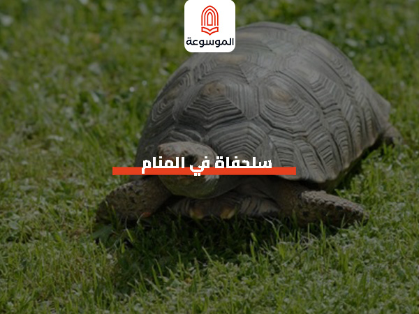 سلحفاة في المنام