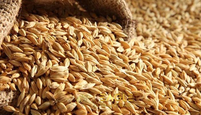 الفرق بين الشعير والقمح لصحة الكلى