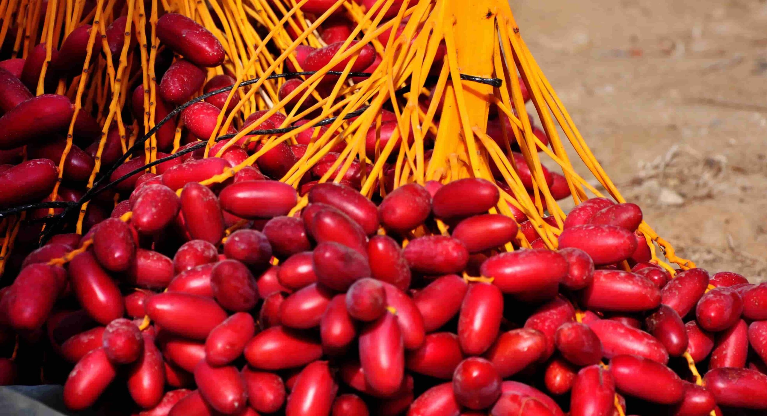 فوائد البلح الأحمر للصحة العامة