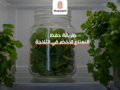 طريقة حفظ النعناع الأخضر في الثلاجة