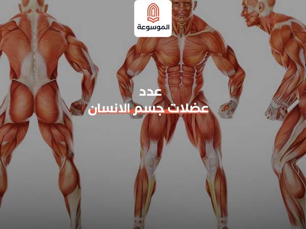 عدد عضلات جسم الانسان