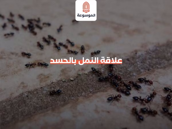 علاقة النمل بالحسد