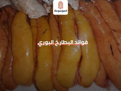 فوائد البطارخ البوري