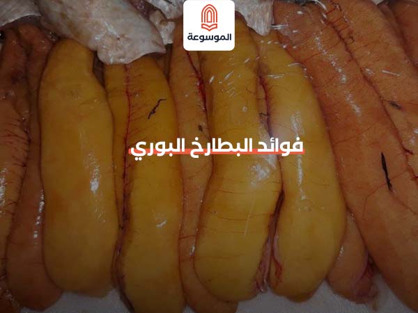 فوائد البطارخ البوري