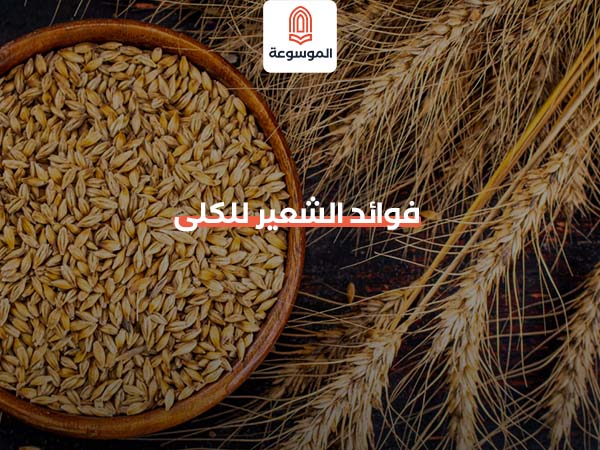 فوائد الشعير للكلى