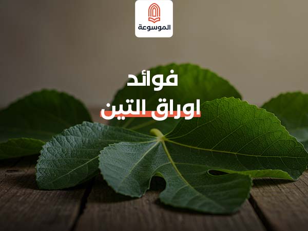فوائد اوراق التين