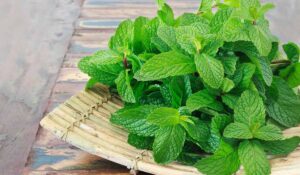 فوائد تخزين النعناع في الثلاجة