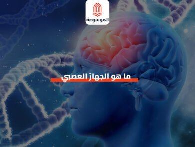 ما هو الجهاز العصبي